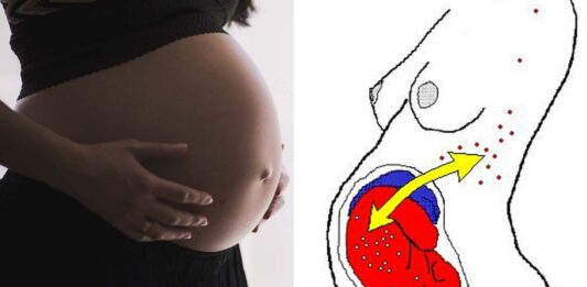 Microquimerismo | Células del bebé que modifican el ADN de su madre Microquimerismo | Células del bebé que modifican el ADN de su madre