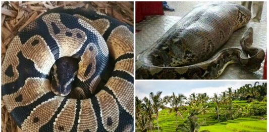 ¿Puede una pitón tragarse a un ser humano? | El caso de Sulawesi