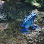 Rana Flecha Azul