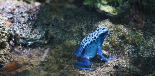 Rana Flecha Azul