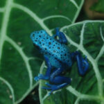 Rana Flecha Azul hoja