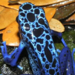 Rana Flecha Azul negra