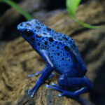 Rana Flecha Azul suelo