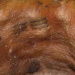 Descubre lo que han revelado los tatuajes de Ötzi, el hombre de los hielos