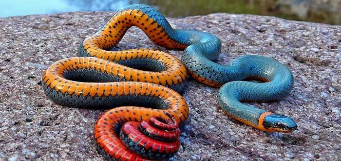 La asombrosa Serpiente Ringneck | ¡Descubre sus alucinantes colores!