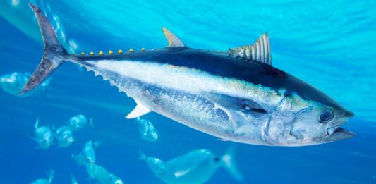 10 datos curiosos del atún