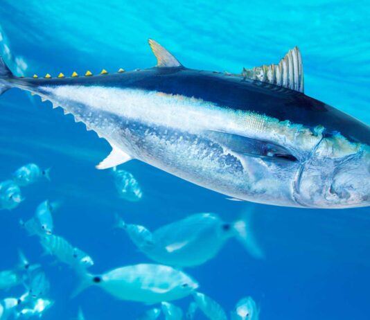 10 datos curiosos del atún