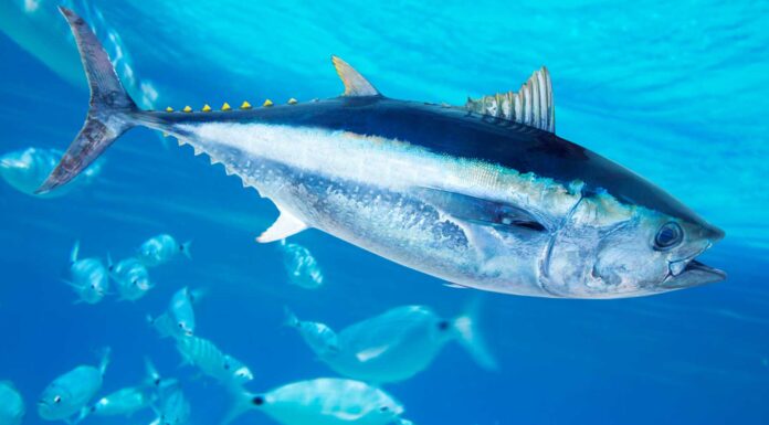 10 datos curiosos del atún