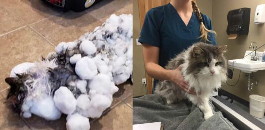 Fluffy, la gata que se congeló y sobrevivió en Montana