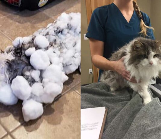 Fluffy, la gata que se congeló y sobrevivió en Montana