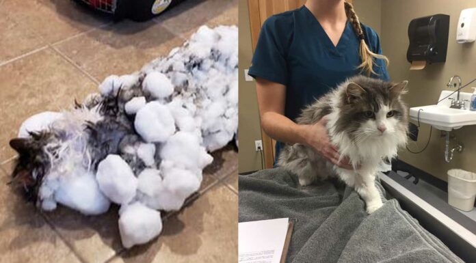 Fluffy, la gata que se congeló y sobrevivió en Montana