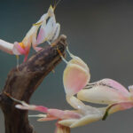 insectos carnivoros