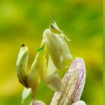 La Mantis Orquídea | 10 Curiosidades de esta bella asesina