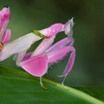 mantis orquidea