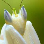 La Mantis Orquídea | 10 Curiosidades de esta bella asesina