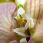 La Mantis Orquídea | 10 Curiosidades de esta bella asesina
