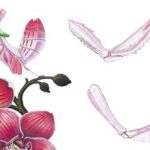La Mantis Orquídea | 10 Curiosidades de esta bella asesina