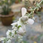 La Mantis Orquídea | 10 Curiosidades de esta bella asesina