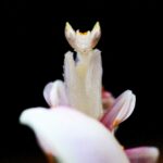 mantis orquidea