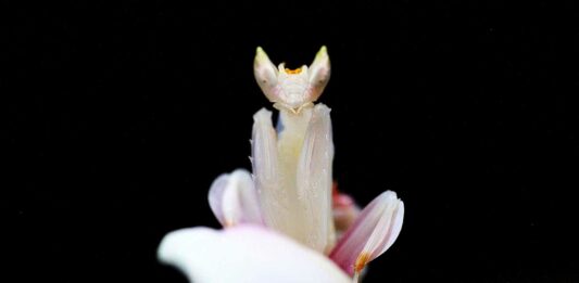 La Mantis Orquídea | Un insecto de belleza letal mantis orquidea