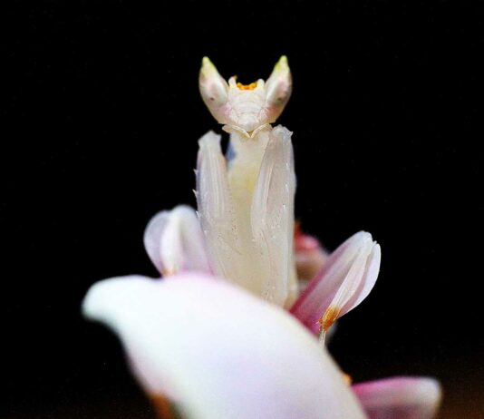 La Mantis Orquídea | Un insecto de belleza letal mantis orquidea
