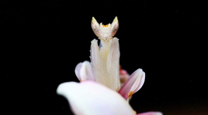 mantis orquidea