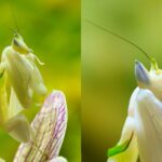 La Mantis Orquídea | 10 Curiosidades de esta bella asesina