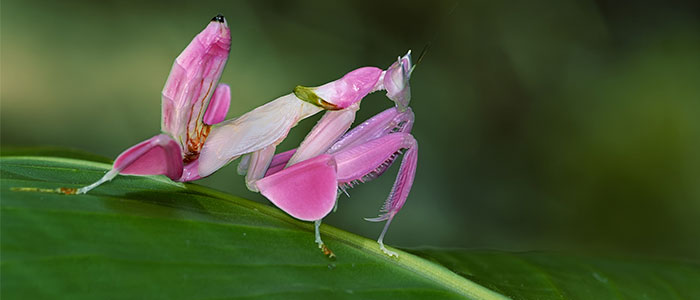 mantis orquidea