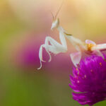 mantis religiosa orquidea