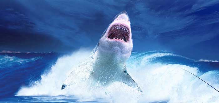 El olfato del tiburón blanco | Un supersentido de la naturaleza