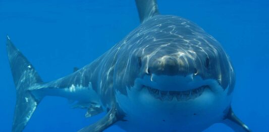 El olfato del tiburón blanco | Un supersentido de la naturaleza El olfato del tiburón blanco | Un supersentido de la naturaleza
