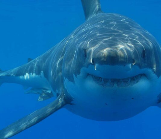 El olfato del tiburón blanco | Un supersentido de la naturaleza El olfato del tiburón blanco | Un supersentido de la naturaleza