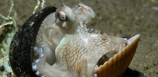 Pulpo Coco | El más inteligente de los invertebrados. ¡Asombroso! Pulpo Coco | El más inteligente de los invertebrados. ¡Asombroso!