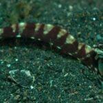Pulpo Mimo | Capaz de imitar a más de 15 animales marinos. ¡Bestial!