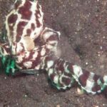 Pulpo Mimo | Capaz de imitar a más de 15 animales marinos. ¡Bestial!