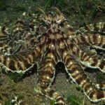 Pulpo Mimo | Capaz de imitar a más de 15 animales marinos. ¡Bestial!