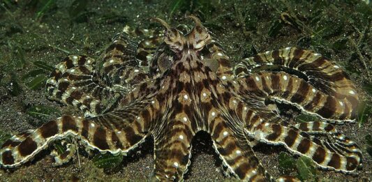 Pulpo Mimo | Capaz de imitar a más de 15 animales marinos. ¡Bestial!
