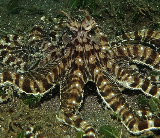 Pulpo Mimo | Capaz de imitar a más de 15 animales marinos. ¡Bestial!