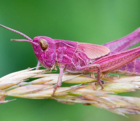 insectos raro el saltamontes rosa