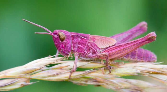 insectos raro el saltamontes rosa