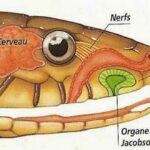 Serpiente de cascabel | 10 Curiosidades. ¡Tiene un supersentido!