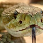 Serpiente de cascabel | 10 Curiosidades. ¡Tiene un supersentido!