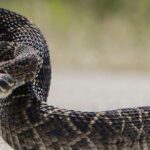 Serpiente de cascabel | 10 Curiosidades. ¡Tiene un supersentido!