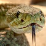 Serpiente de cascabel | 10 Curiosidades. ¡Tiene un supersentido!