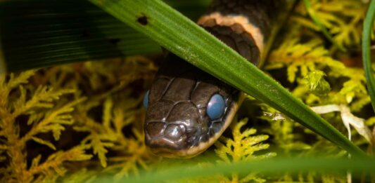 Serpiente Ringneck | ¡De cuello anillado y colores alucinantes! serpiente ringneck