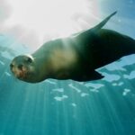 Curiosidades de Las Focas