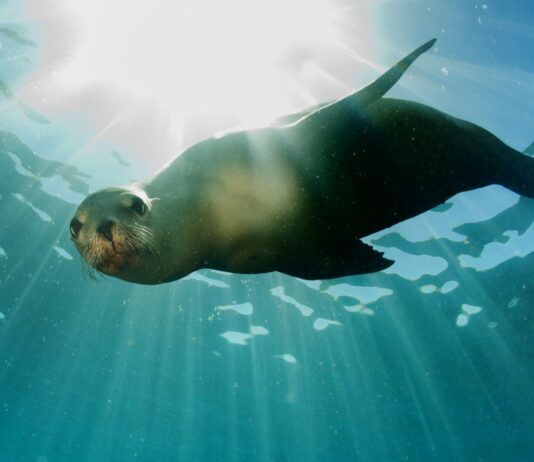Curiosidades de Las Focas