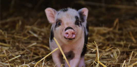 Cerdos en la historia