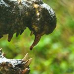 curiosidades-de-Kenia-los-cocodrilos