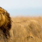 los-majestuosos-leones